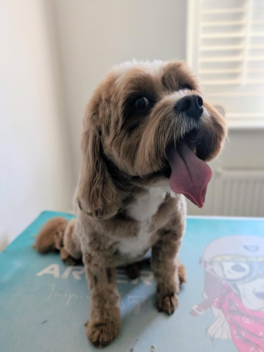 The same doodle after grooming, eyes visible and coat tidy