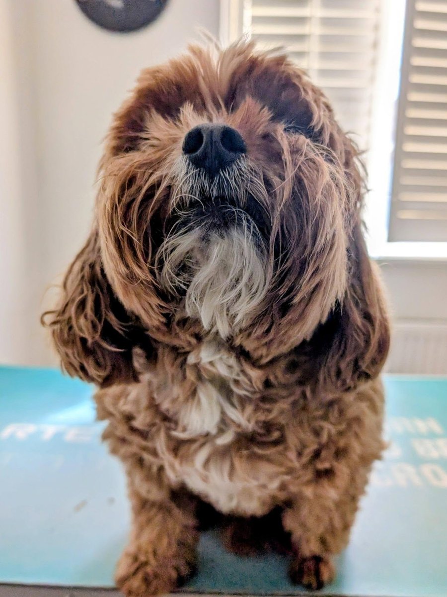 Overgrown doodle before grooming, hair covering its eyes