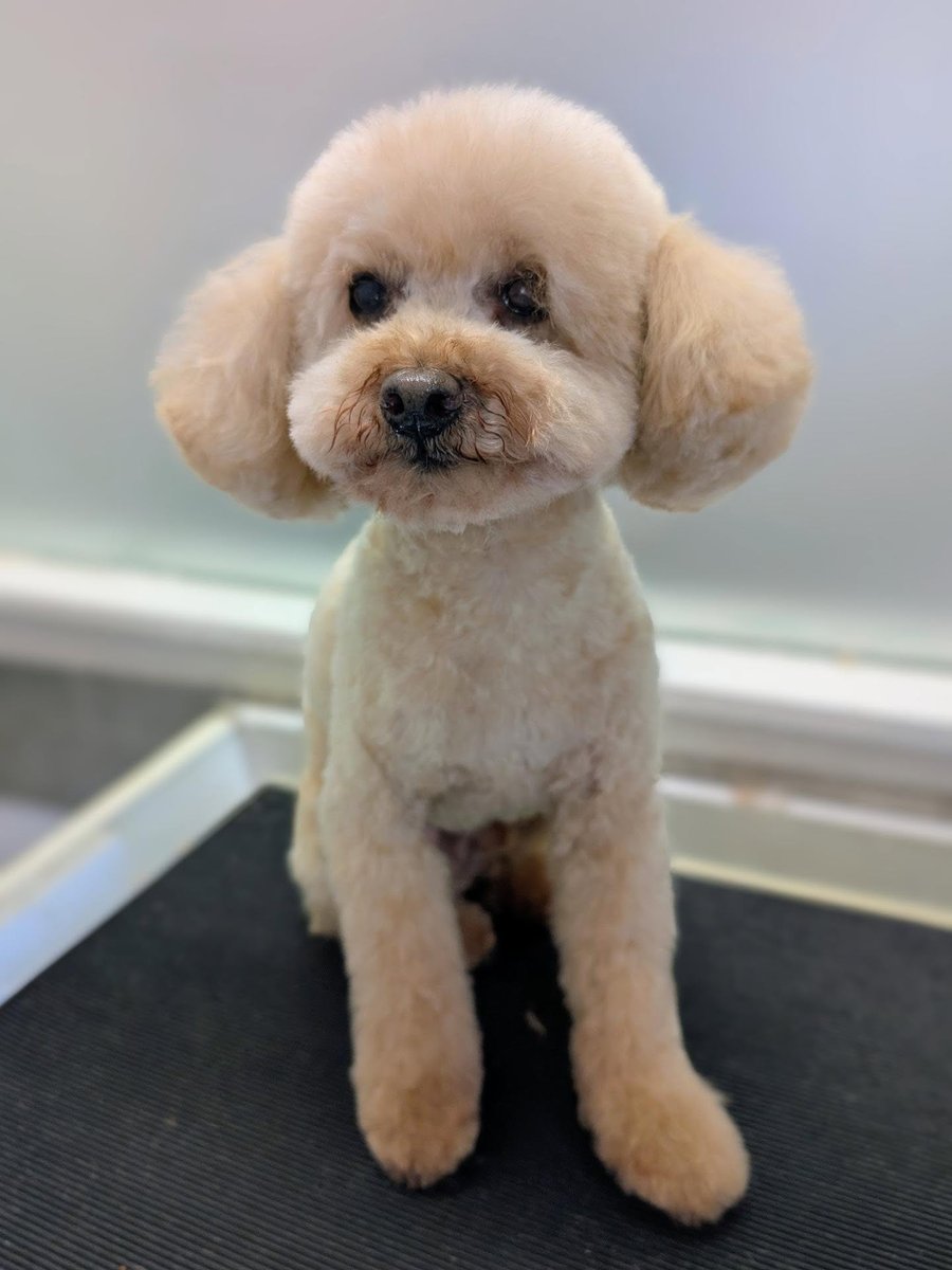 The same toy poodle after a full groom with a neat teddy trim