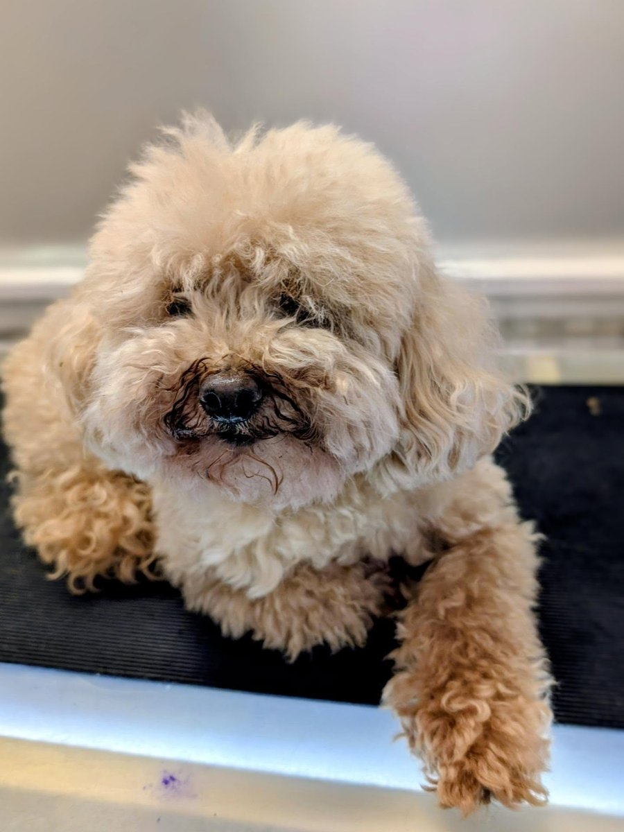 Toy poodle before grooming with a matted overgrown coat