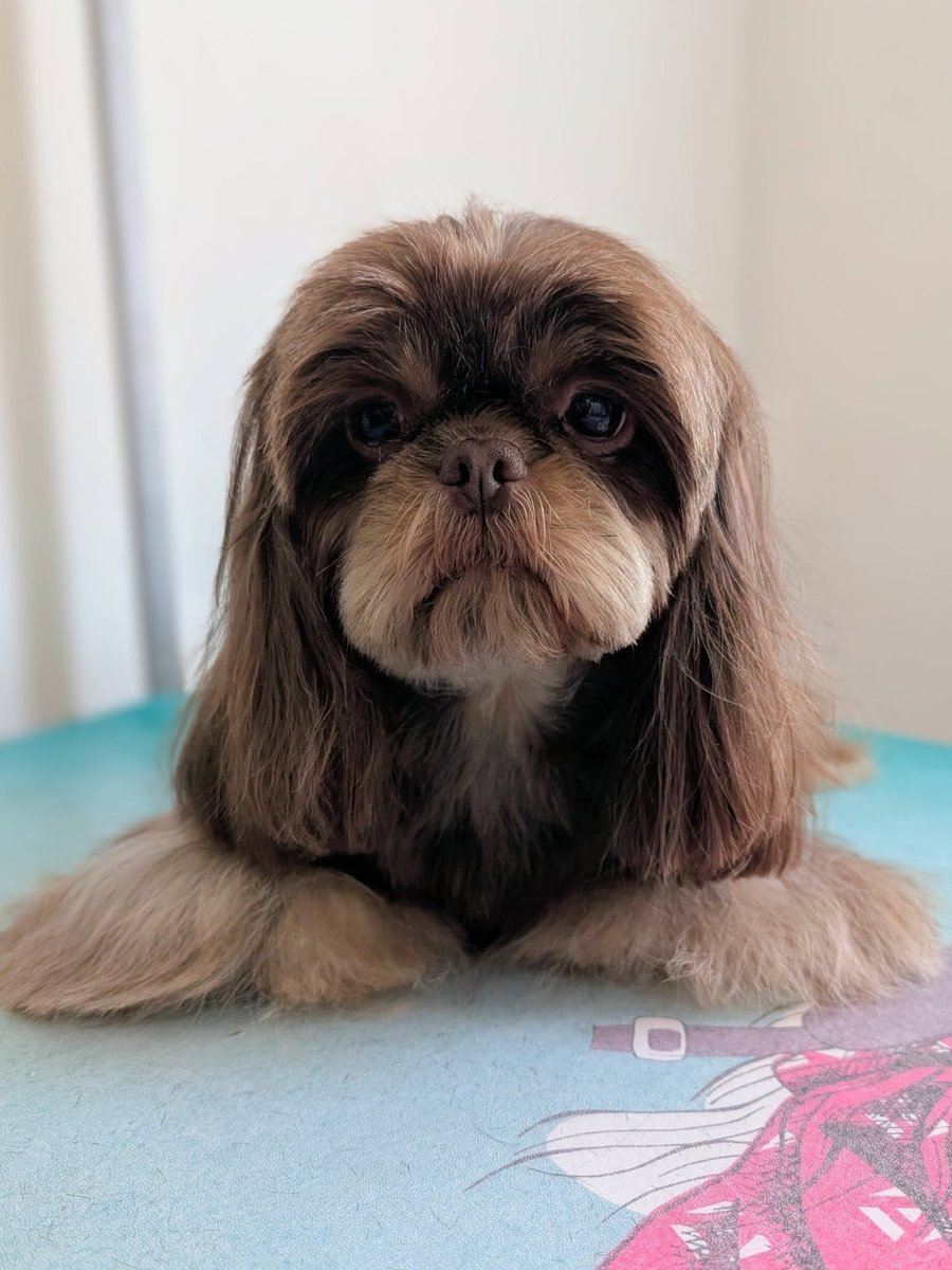 The same shih tzu after grooming with a perfectly round face