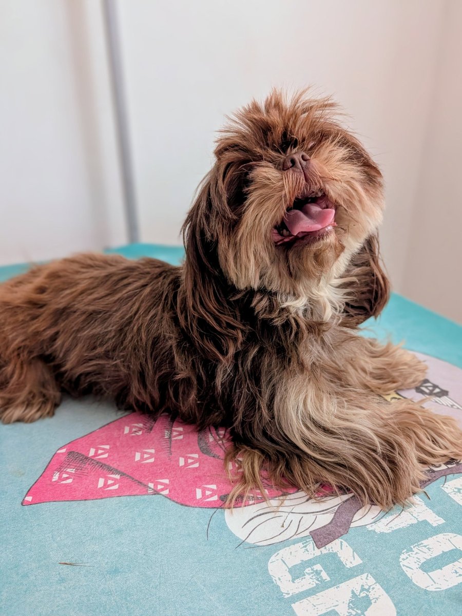 Chocolate shih tzu before grooming with a long unkempt coat