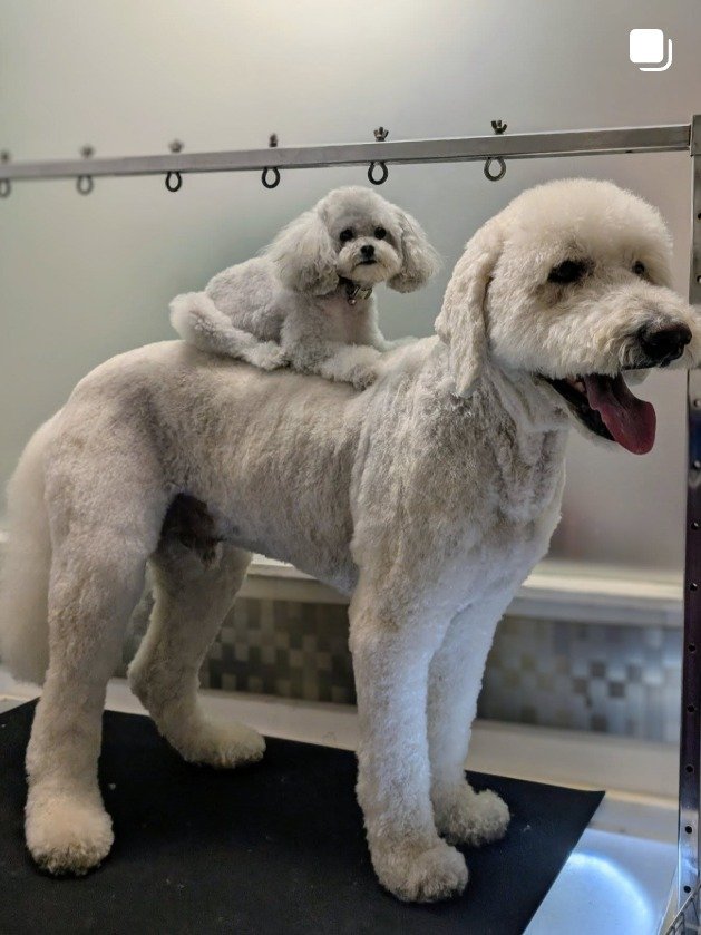 A toy poodle standing on a goldendoodle's back at The Groomworks studio