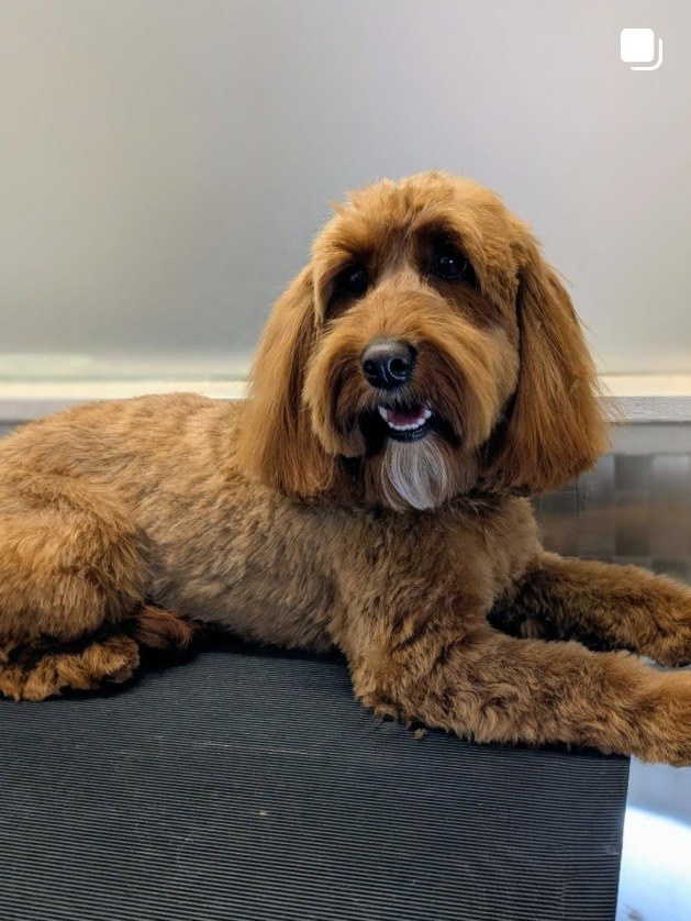 Red goldendoodle lying relaxed after a full groom