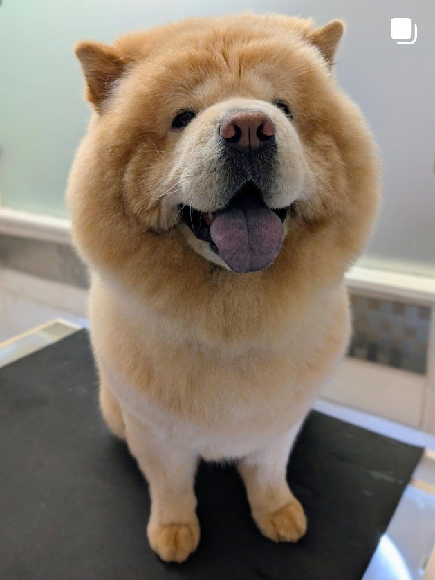 Cream chow chow with a teddy-bear face after grooming