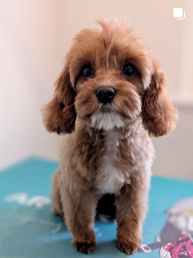 Ruby cavapoo puppy freshly groomed at The Groomworks