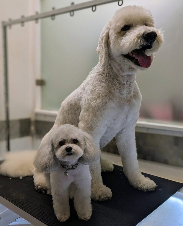 A toy poodle standing on a goldendoodle's back at The Groomworks studio