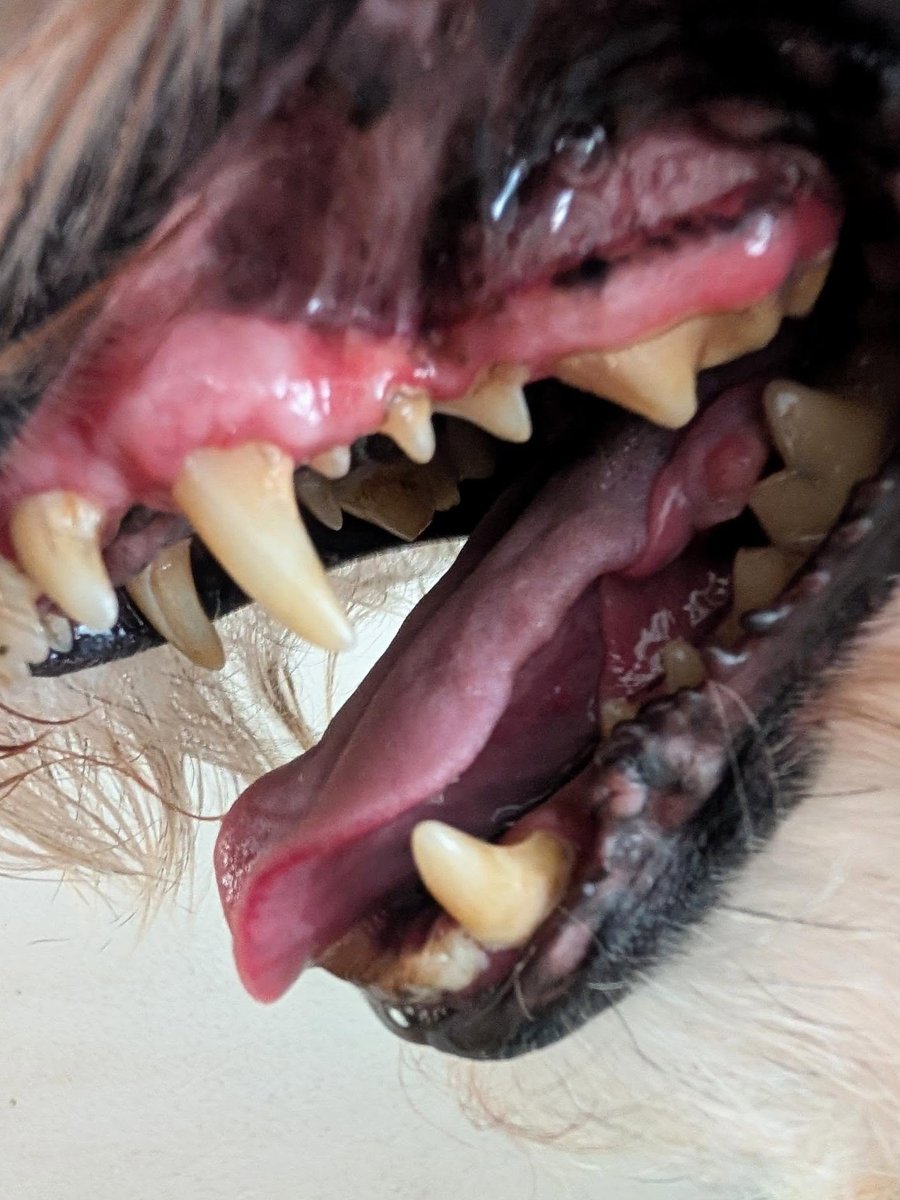 Close-up of the same terrier's teeth during an ultrasonic cleaning check