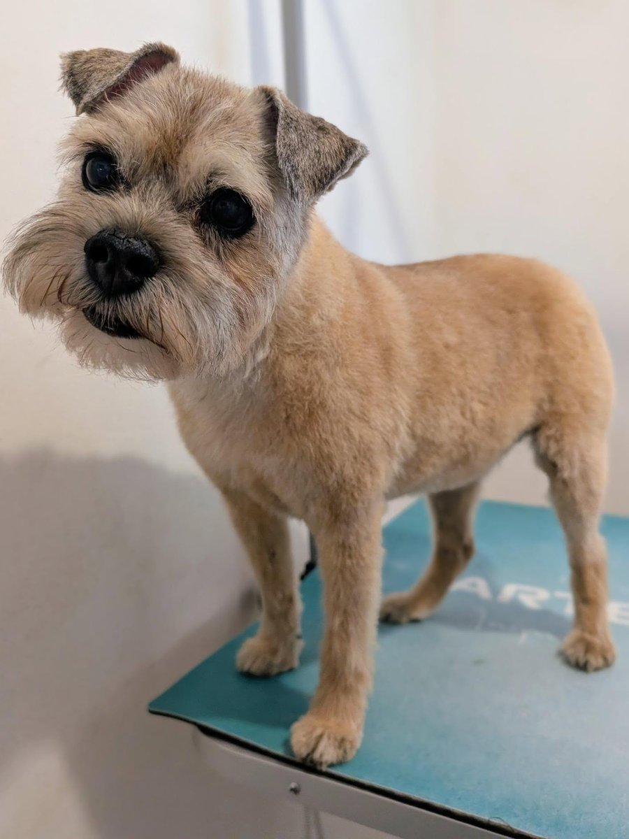 Border terrier standing calmly on the grooming table